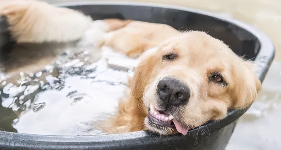 狗狗中暑放在空调房降温可以吗,狗狗中暑救完后再怎么处理