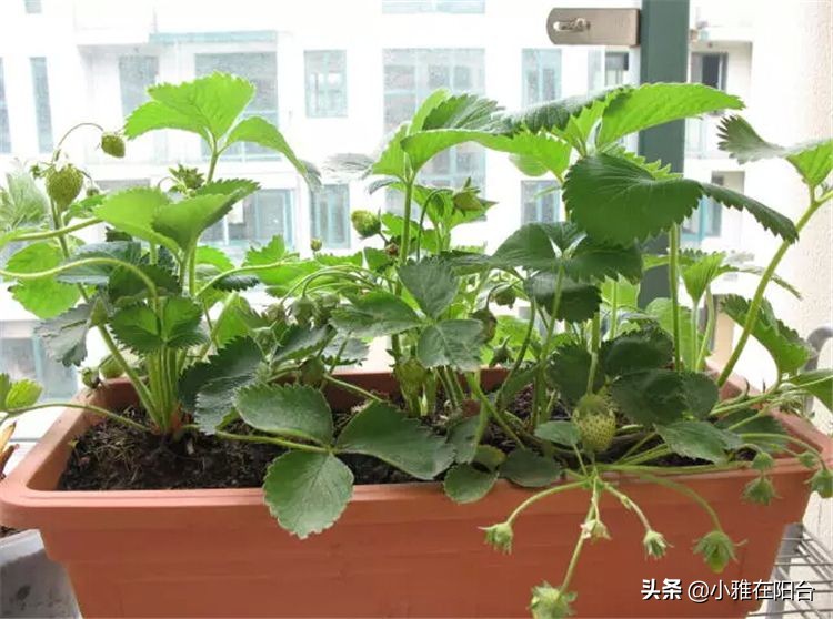 十棵草莓苗能结多少果子,100粒种子能种出多少棵草莓苗