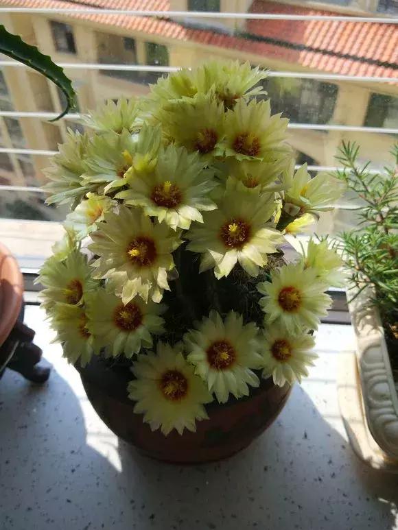 会开花的仙人球有几种,仙人球开花机器有哪些