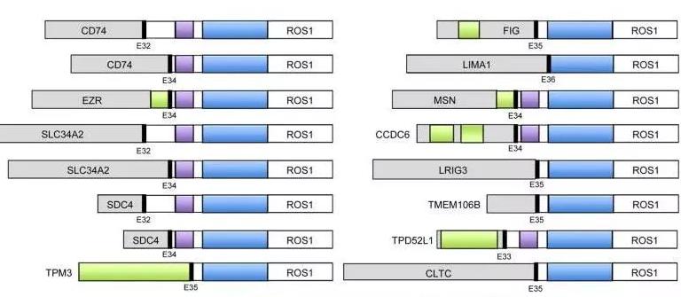 ros1基因融合治疗肺癌,ros1融合型肺癌