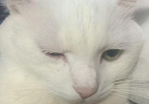 宠物美容技术和手法有哪些,宠物整形有哪些