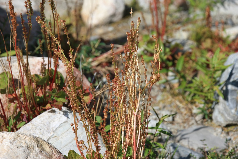 米亚罗-大美理礼县