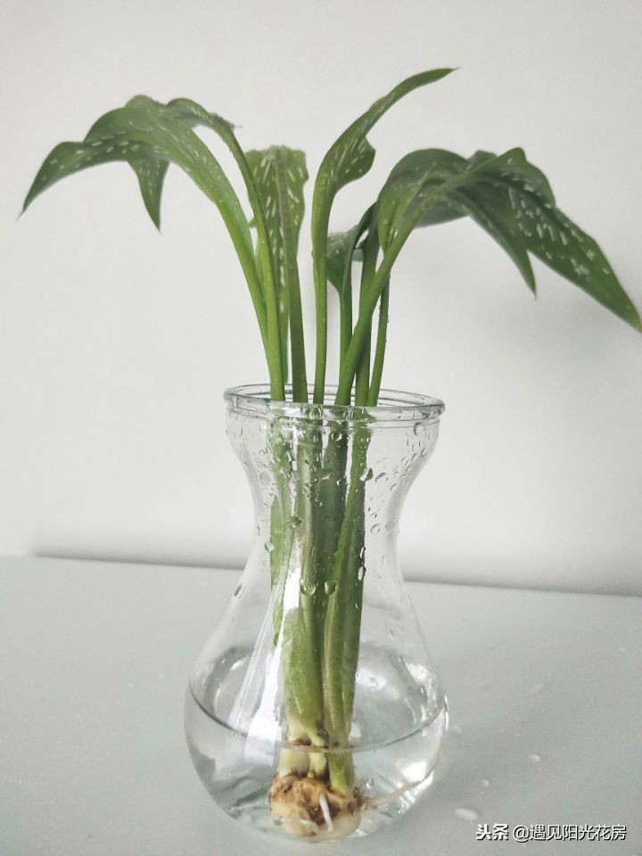 马蹄莲黄叶不开花是什么原因,马蹄莲黄叶放点什么维生素好