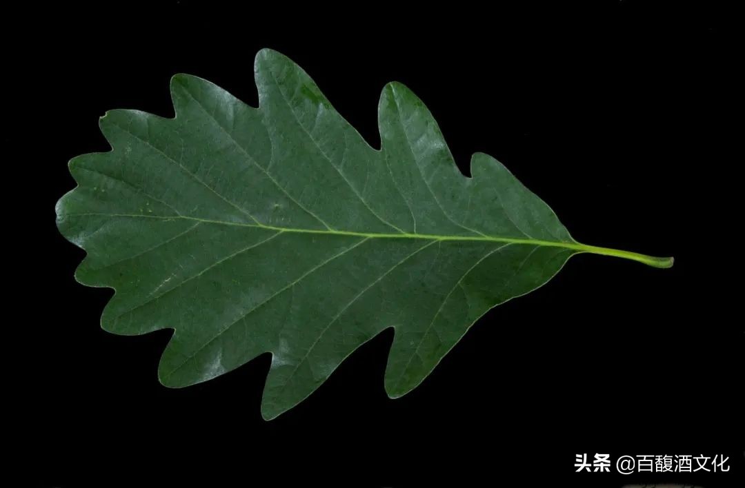 橡木桶从什么时期开始用的,橡木桶的历史