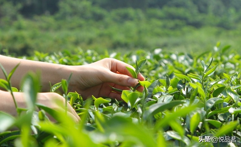 都想喝到正宗的碧螺春，那么你知道碧螺春茶叶哪个牌子好吗