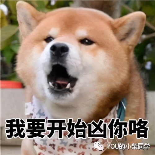 纯种柴犬怎么鉴别纯不纯,新手必看纯种柴犬到底怎么辨别