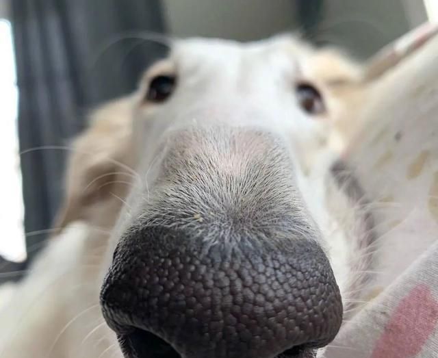 短腿柯基跟长腿柯基,鼻子很高的柯基