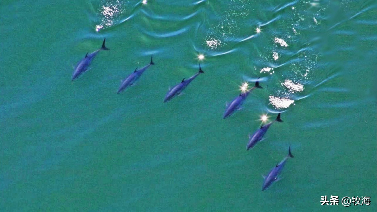 中国蓝鳍金枪鱼养殖牧场,深海大型网箱养殖蓝鳍金枪鱼