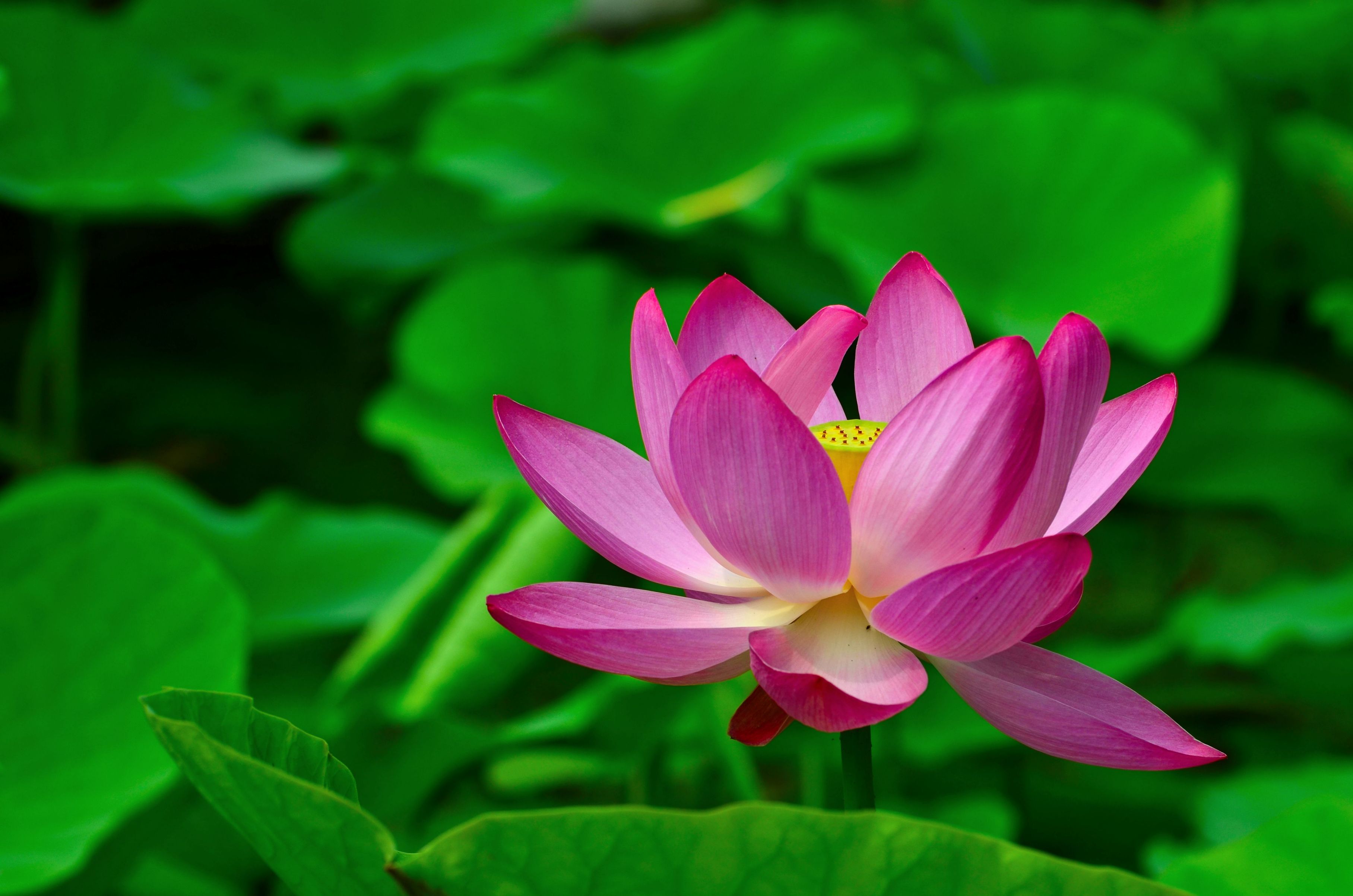 花语大全100种花的花语,100种象征着爱情的花的花语