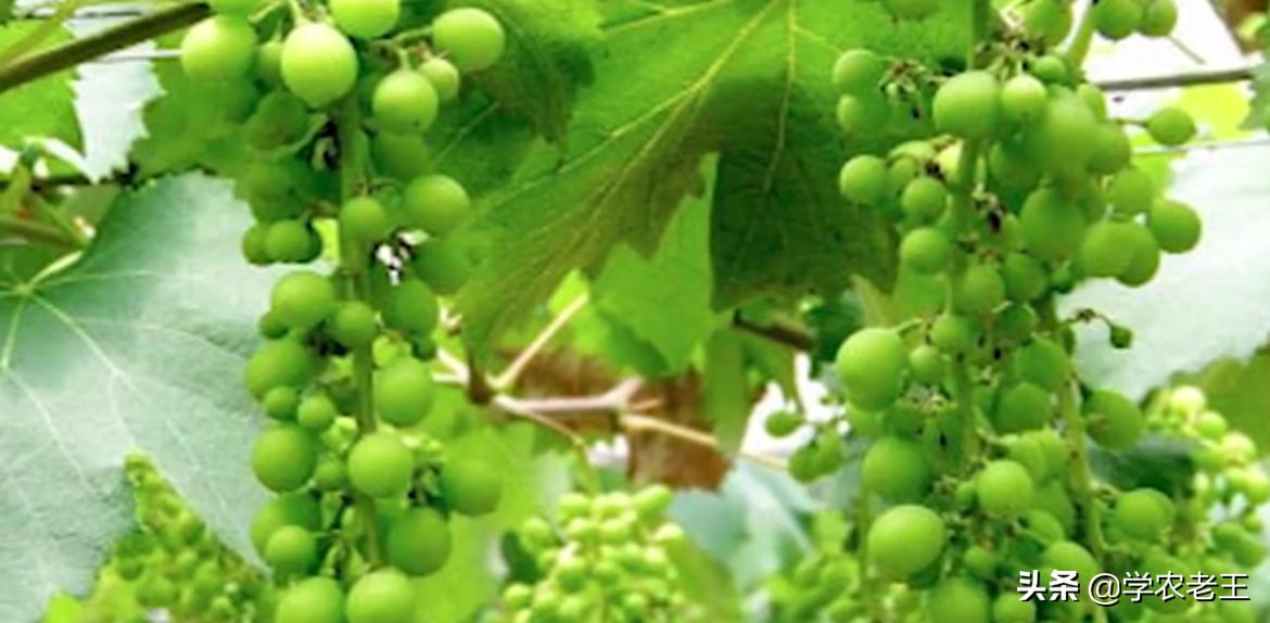 巨峰葡萄为什么容易掉粒,巨峰葡萄串型小怎么回事