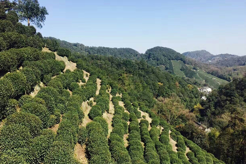 龙井哪里茶最正宗,龙井醉美山水茶