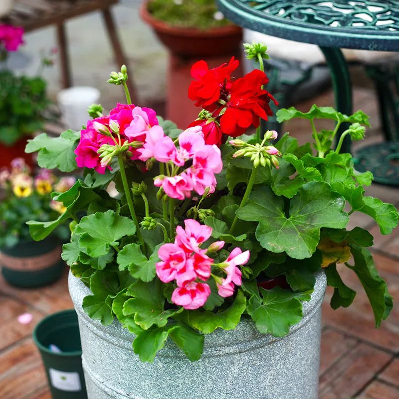 去花市买花千万别买这4种花,春天逛花市5种花千万别买