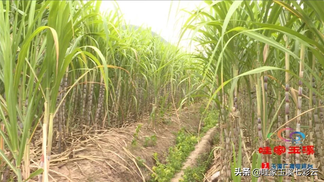 云南纯甘蔗手工熬制古法红糖,云南红糖正宗古法酿造