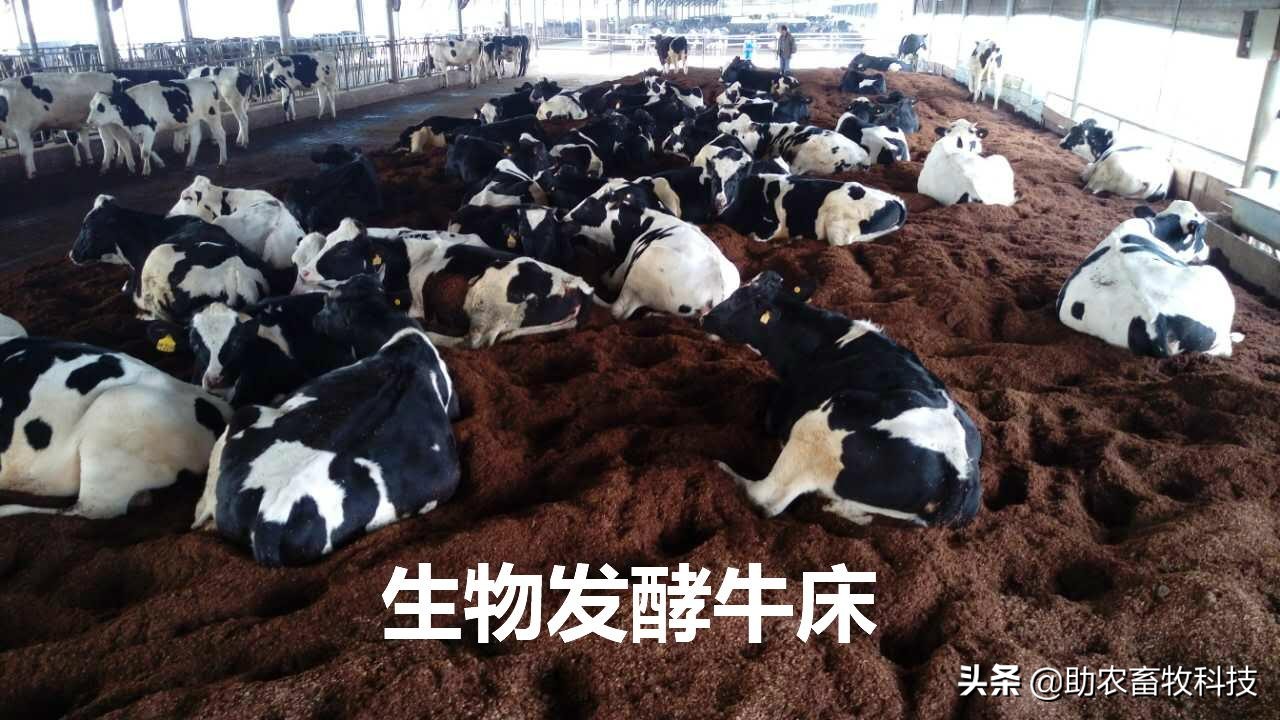 养牛场发酵垫料养殖技术,养牛发酵床用什么垫料最好