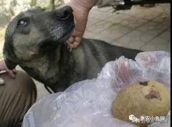 泉港一只小母鸡藏了“三宝”...