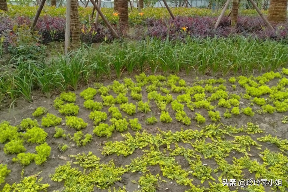 泰兴金融中心怎么样,泰兴金融中心最新进度