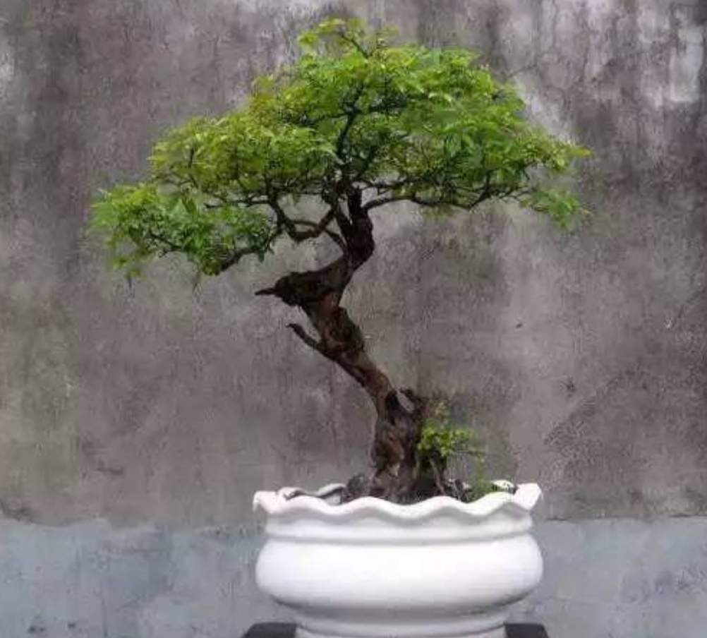 黄荆丛林树桩盆景要怎么修剪,黄荆树桩盆景开挖时间