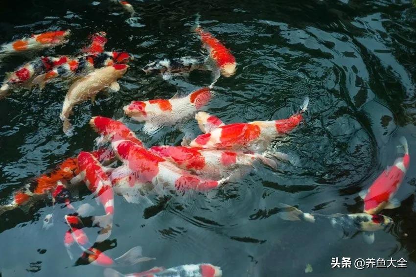 锦鲤喂多了会出现什么情况,锦鲤不养了怎么处理掉