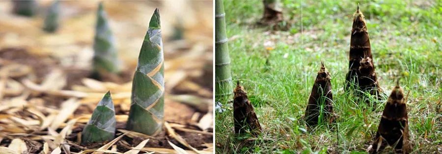 雨后春笋儿童画,儿童画雨后春笋