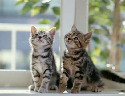 猫咪发烧但是没有其他症状怎么办,猫咪发烧怎么治疗最好