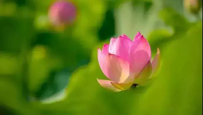 中国著名赏荷胜地,中国最著名的十大赏荷地