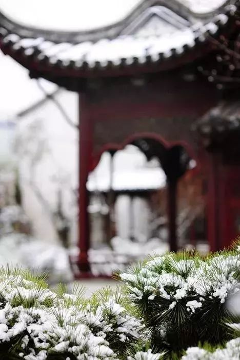 山花野鸟｜园林花语