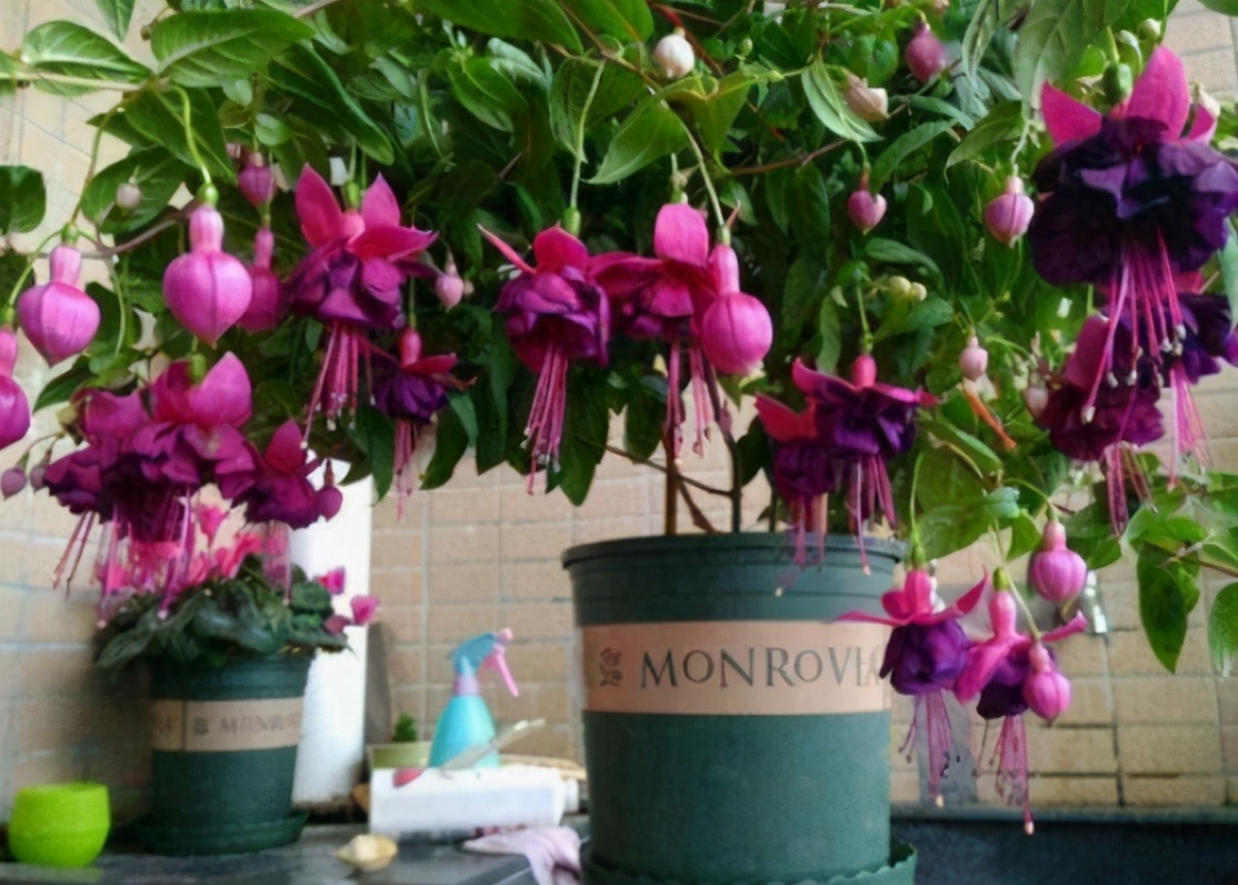 新手应该掌握的12个养花技巧,养花技巧记住这4点才算入门