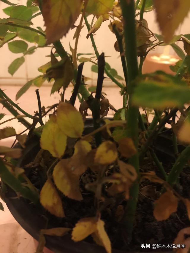 网购月季黄叶嫩芽枯萎怎么处理,网购的月季小苗黄叶了怎么栽种