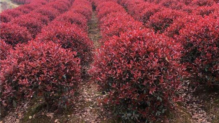 苗木行情今秋北方苗木行情如何,苗木主产区现在的现状