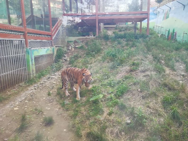 洛阳栾川竹海野生动物园值得去吗,洛阳栾川竹海野生动物园都有什么