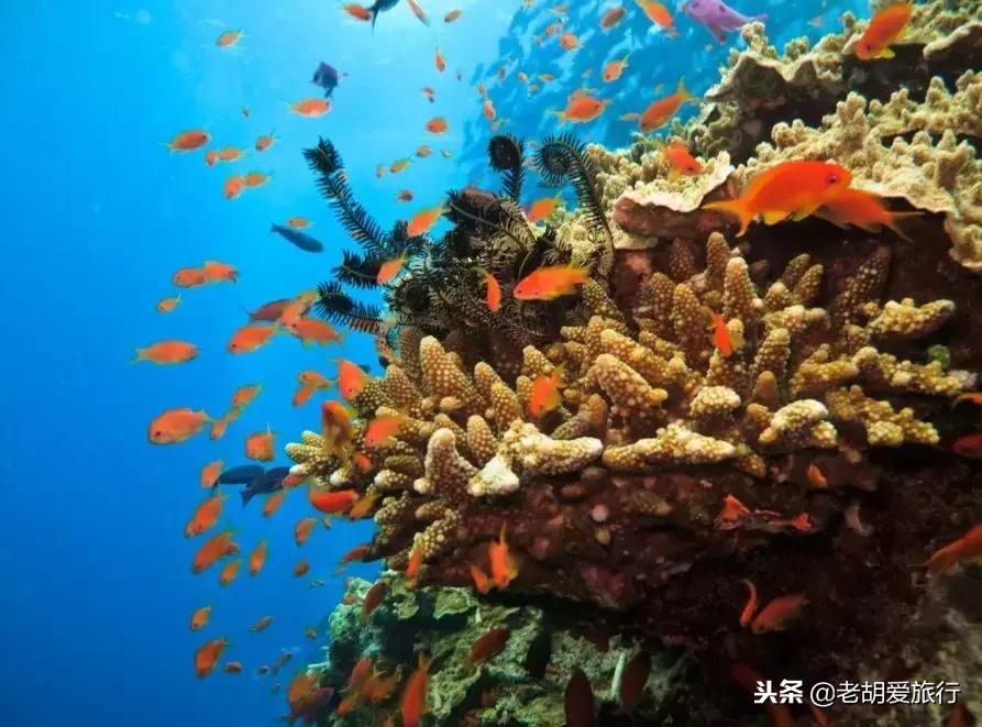 去国外禁止携带哪些东西,旅游归国哪些东西禁止携带入境