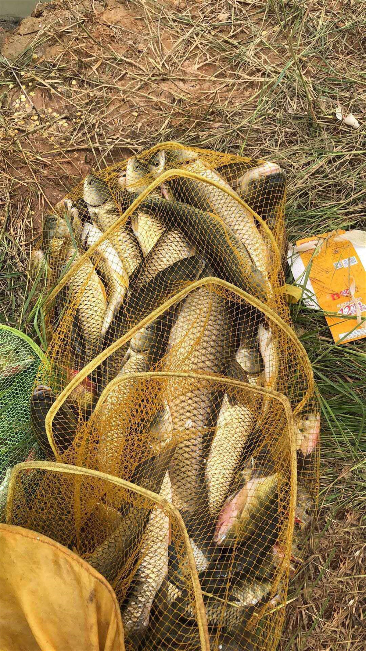 钓鱼要持之以恒,钓鱼要有耐心才有收获