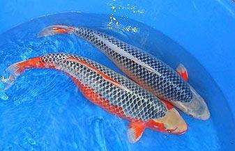 养观赏鱼小知识大全,养观赏鱼知识大全