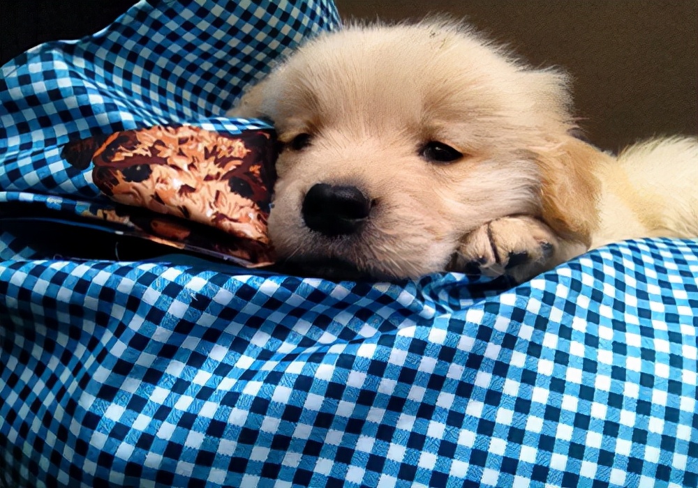 新手养幼犬需要注意哪些,幼犬拉稀禁食怎么看它好了