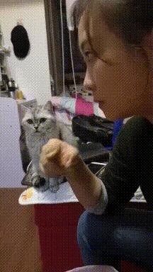 搞笑GIF开心一刻：姑娘你晚上睡觉，你要小心你家这只猫