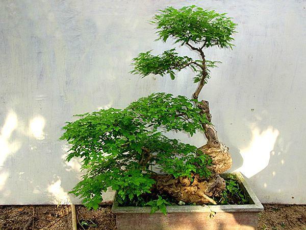 变废为宝酒瓶盆景,变废为宝塑料瓶盆景