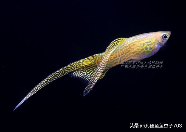 孔雀鱼100条,孔雀鱼20缸10条鱼