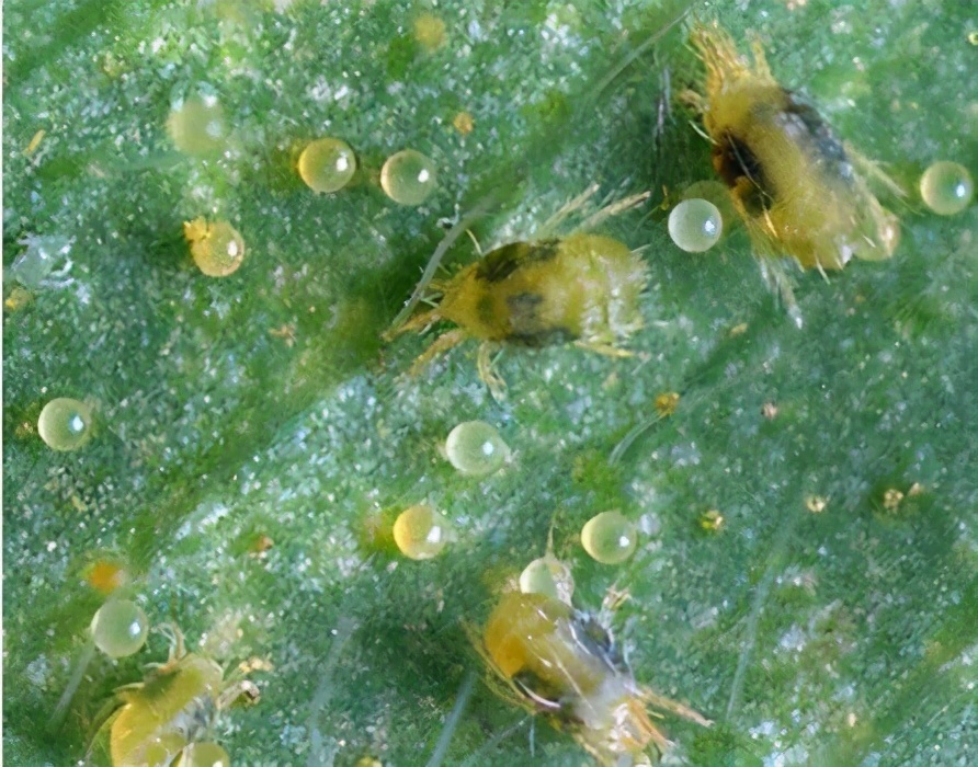 柑橘开花长蚜虫木虱怎么处理,柑橘木虱害虫怎么治