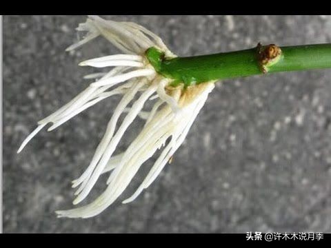 嫁接爬藤月季跟扦插的怎么区分 (蔷薇嫁接月季再扦插能不能生根)