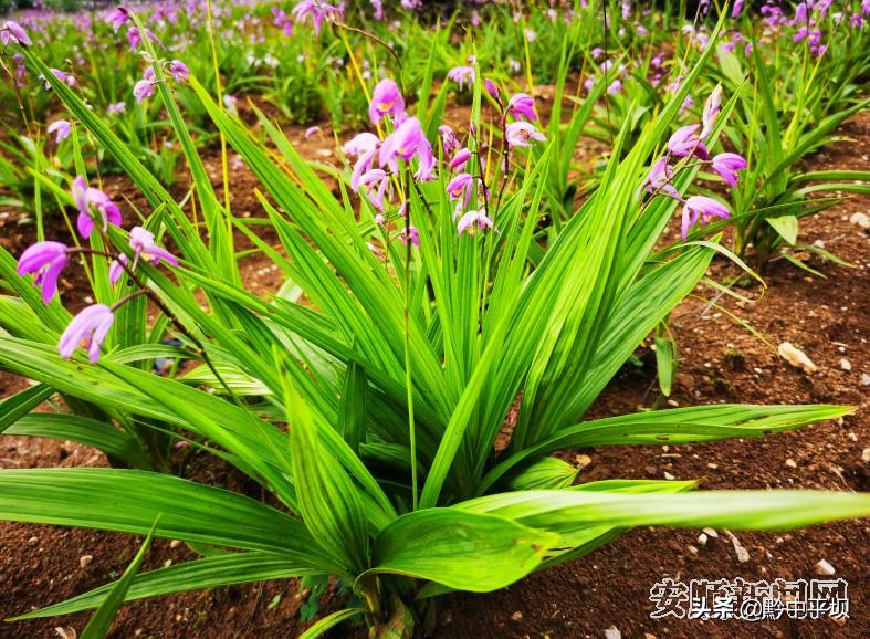 白芨种植春暖花会开,平坝天龙镇白芨