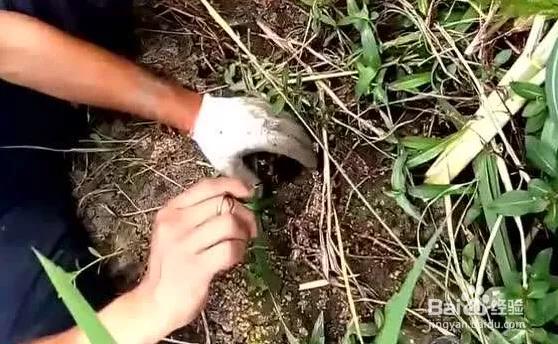 黄鳝首选位置,黄鳝地笼一般放在什么位置