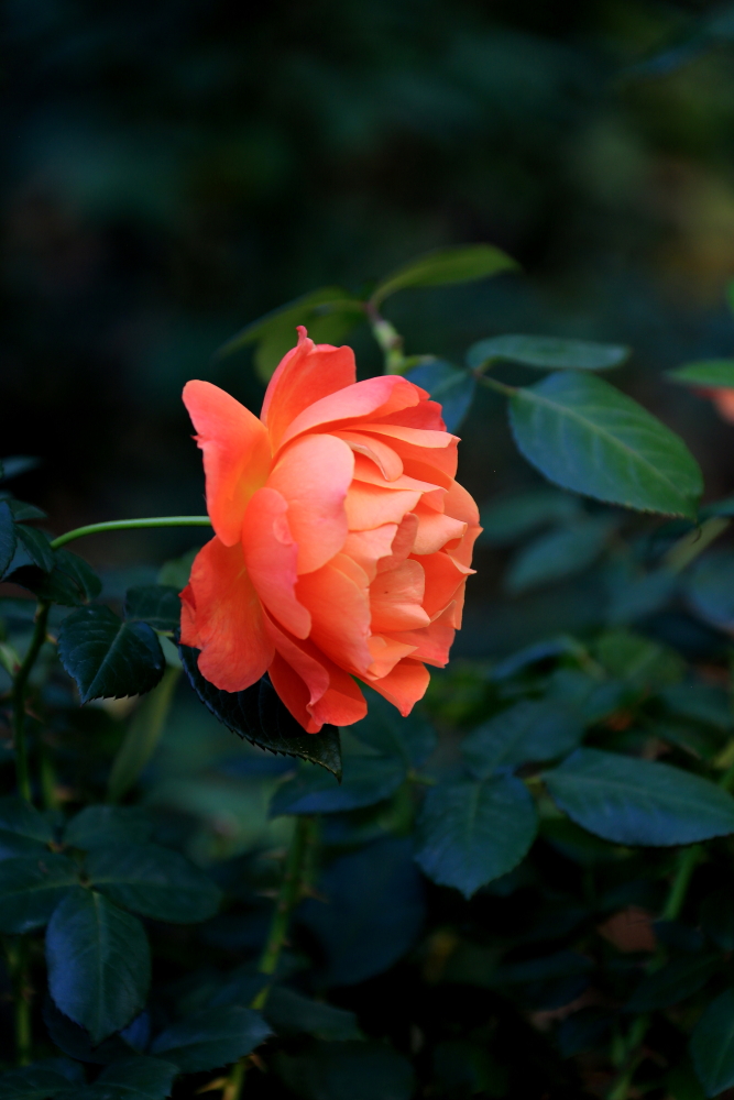 山楂树口琴吹奏g调,复音口琴演奏山楂花