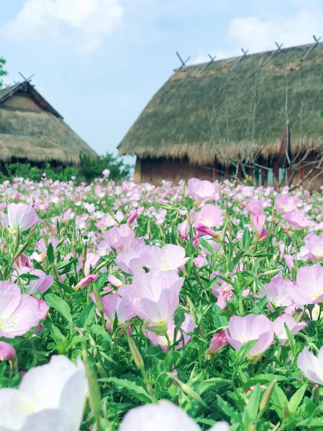美美美！余杭七大花海组团来袭，遍地繁花好似人间仙境