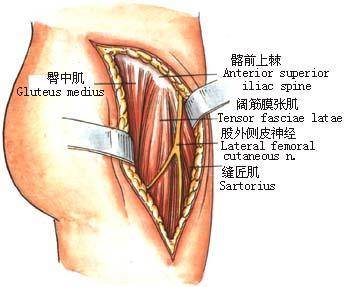 腹股沟中间那块肉是什么情况,腹股沟处在哪