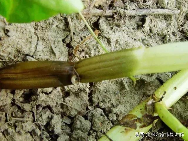 有图有真相史上最全芹菜病害,空心菜病虫害图谱手册