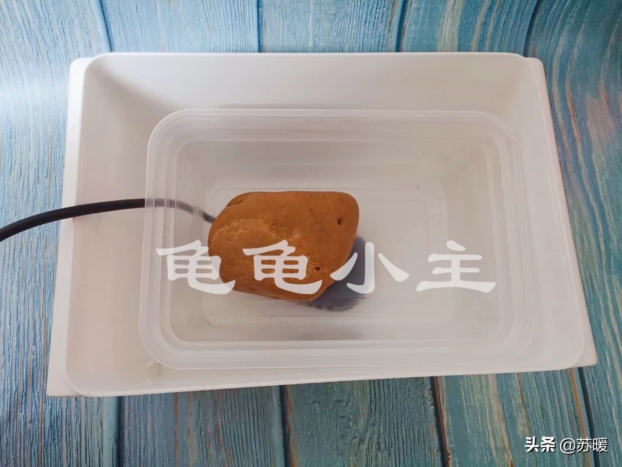 新手养龟冬天要注意什么,冬季可以用水养龟的正确方法