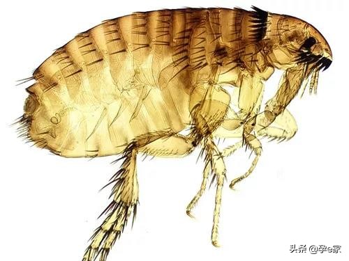 身上出现许多小黑痣,身上出现凸起黑痣一定要重视