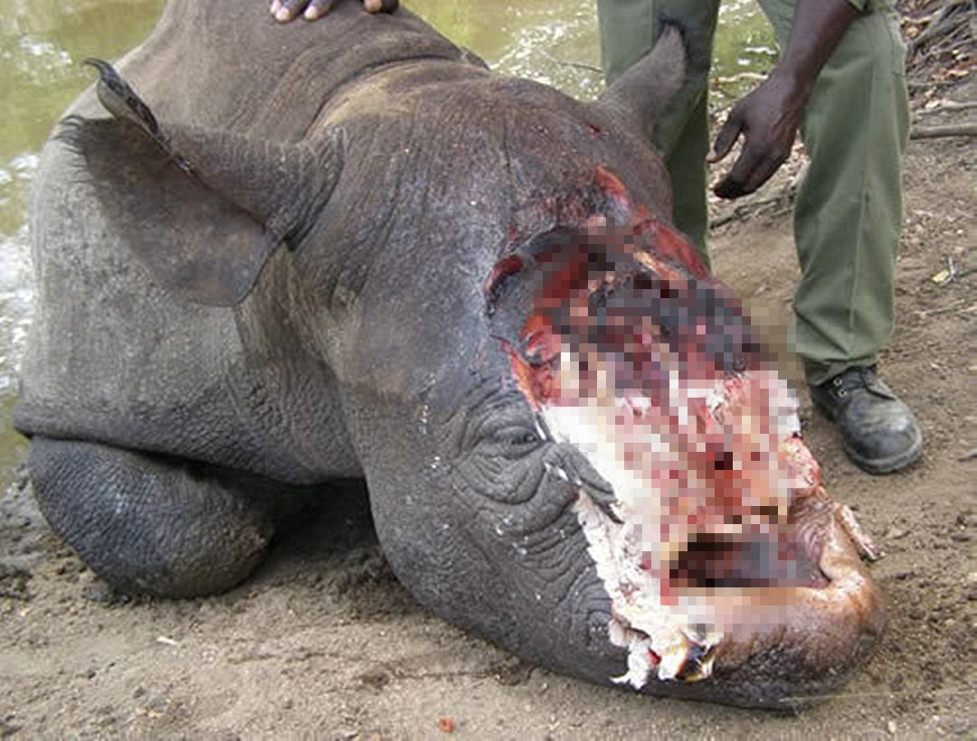 犀牛角为什么要提前锯掉,为什么要把犀牛角割下来