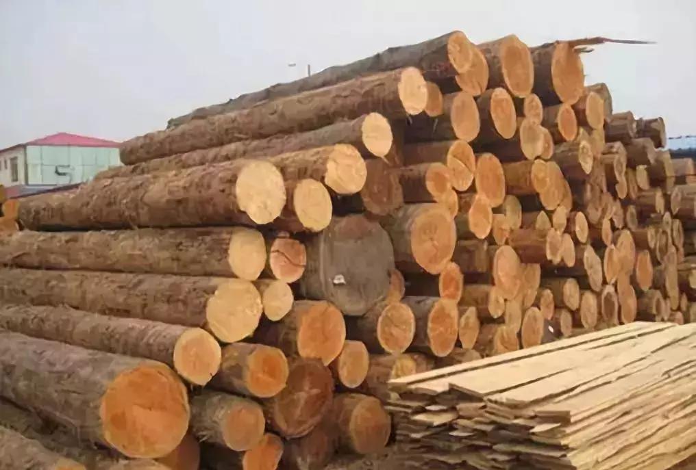 柴木是什么树种,柴木是什么