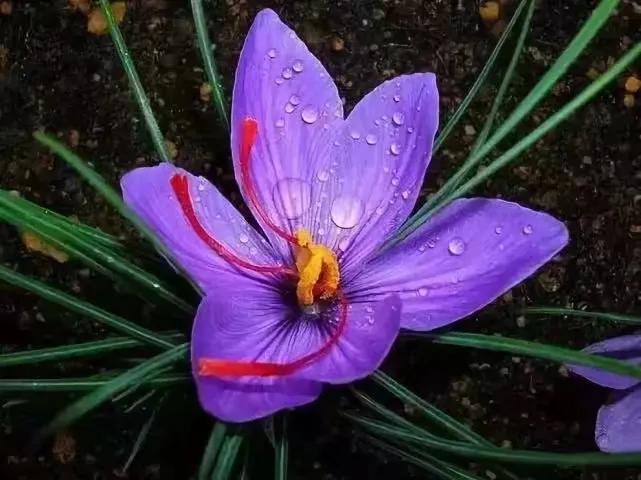 世界上最华丽最高贵的花,世界上最高贵最漂亮的60朵花